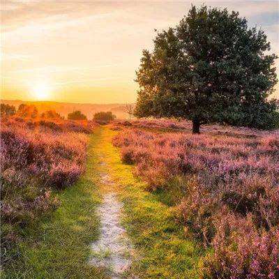 足球竞彩app手机app下载